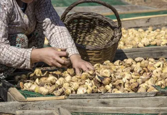 Kuru İncir ihracatında tarihi rekor: 369 milyon dolara ulaştı