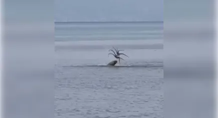 Çeşme açıklarında Akdeniz foku, avladığı ahtapotu yerken görüntülendi