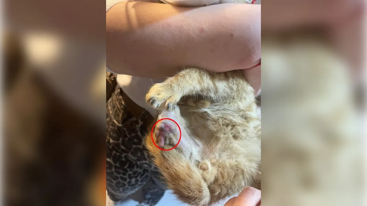 Isparta’da korkunç iddia: Bağlama büyüsü için sokak hayvanlarının patileri ve kuyrukları kesildi haberinin görseli
