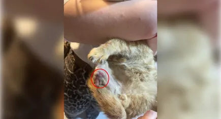 Isparta’da korkunç iddia: Bağlama büyüsü için sokak hayvanlarının patileri ve kuyrukları kesildi