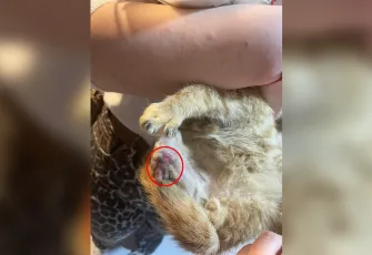 Isparta’da korkunç iddia: Bağlama büyüsü için sokak hayvanlarının patileri ve kuyrukları kesildi