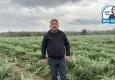 Kemalpaşa’da çiftçi kiraz ağaçlarını söktü