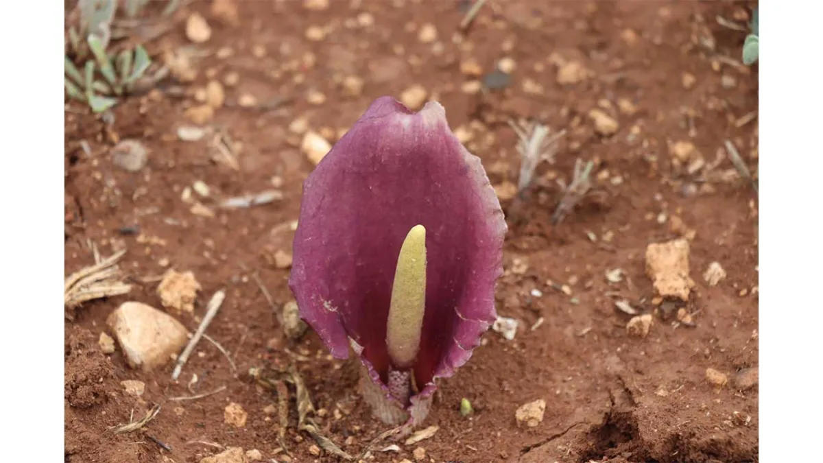 Türkiye florasına yeni bir tür daha eklendi: Karaman Yılanpancarı haberinin görseli