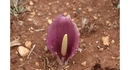 Türkiye florasına yeni bir tür daha eklendi: Karaman Yılanpancarı