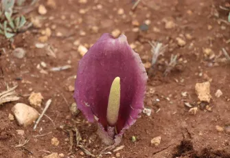 Türkiye florasına yeni bir tür daha eklendi: Karaman Yılanpancarı