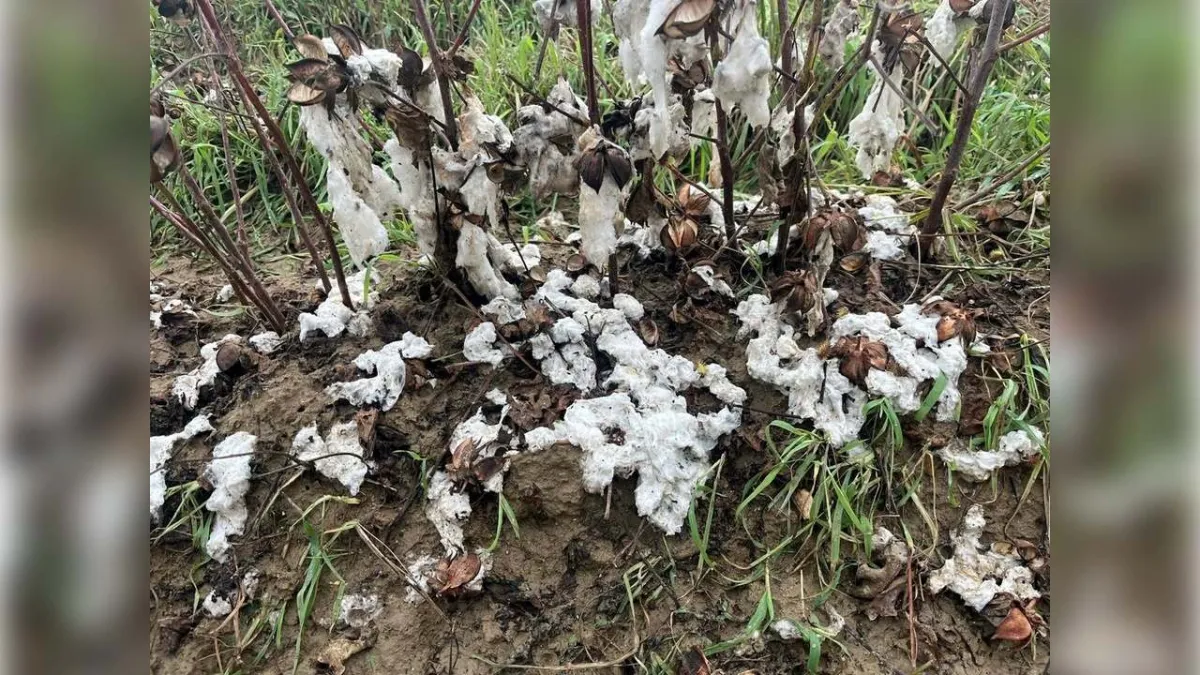 Aydın’da dolu felaketi: 6 bin dönüm pamuk tarlası zarar gördü haberinin görseli