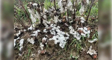 Aydın’da dolu felaketi: 6 bin dönüm pamuk tarlası zarar gördü