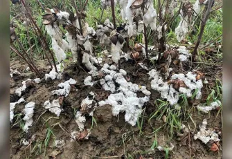 Aydın’da dolu felaketi: 6 bin dönüm pamuk tarlası zarar gördü