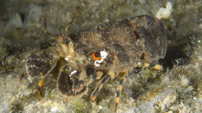 deniz canlısı