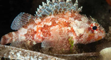 Karaburun’un mavi derinlikleri dalış tutkunlarını ağırlıyor