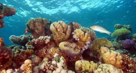 Mercan resifleri alarm veriyor: 9,9 trilyon dolarlık ekosistem yok olma tehlikesinde