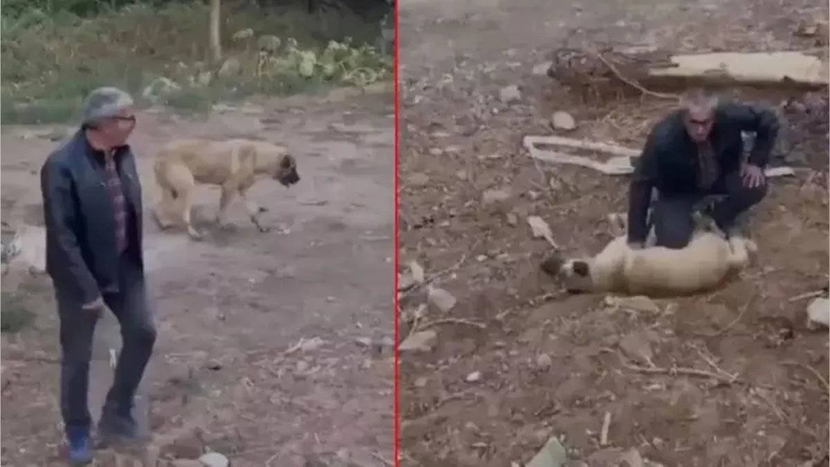 Niğde’de can dostu kalp masajı ile hayata döndü haberinin görseli