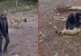 Niğde’de can dostu kalp masajı ile hayata döndü