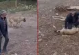 Niğde’de can dostu kalp masajı ile hayata döndü