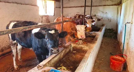 Bilkent Şehir Hastanesi’nden “Deli Dana” iddiasına yanıt: Tanı henüz kesinleşmedi