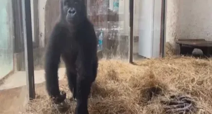 Goril 'Zeytin' Türkiye'de yaşayacak