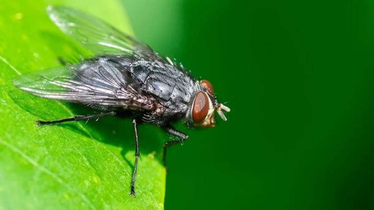 Çöp kovası etrafını mesken tutan can sıkıcı sineklerden kurtulma sırrı haberinin görseli