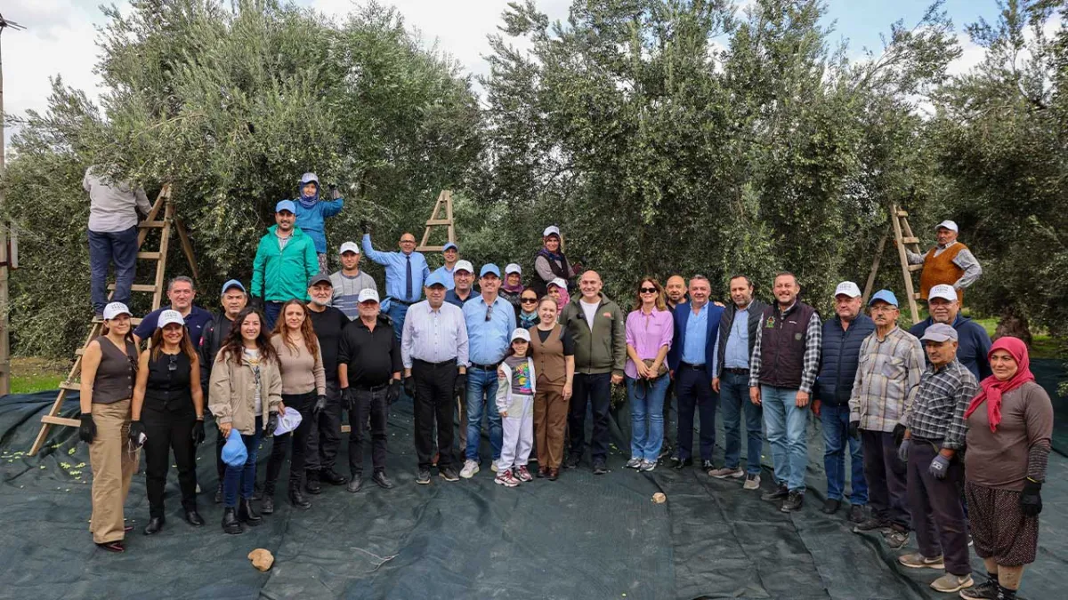 Akhisar’da zeytin hasadı başladı haberinin görseli
