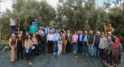 Akhisar’da zeytin hasadı başladı