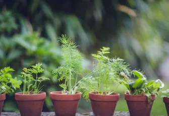 Faturaları düşüren doğal silah: Evinizdeki o bitkiler ısı kaybını yüzde 15'e kadar engelliyor!