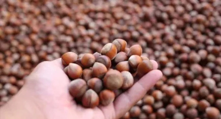 Ferrero ile Türk fındık üreticileri arasında fiyat savaşları