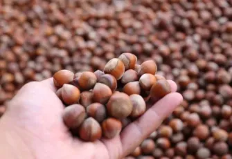 Ferrero ile Türk fındık üreticileri arasında fiyat savaşları