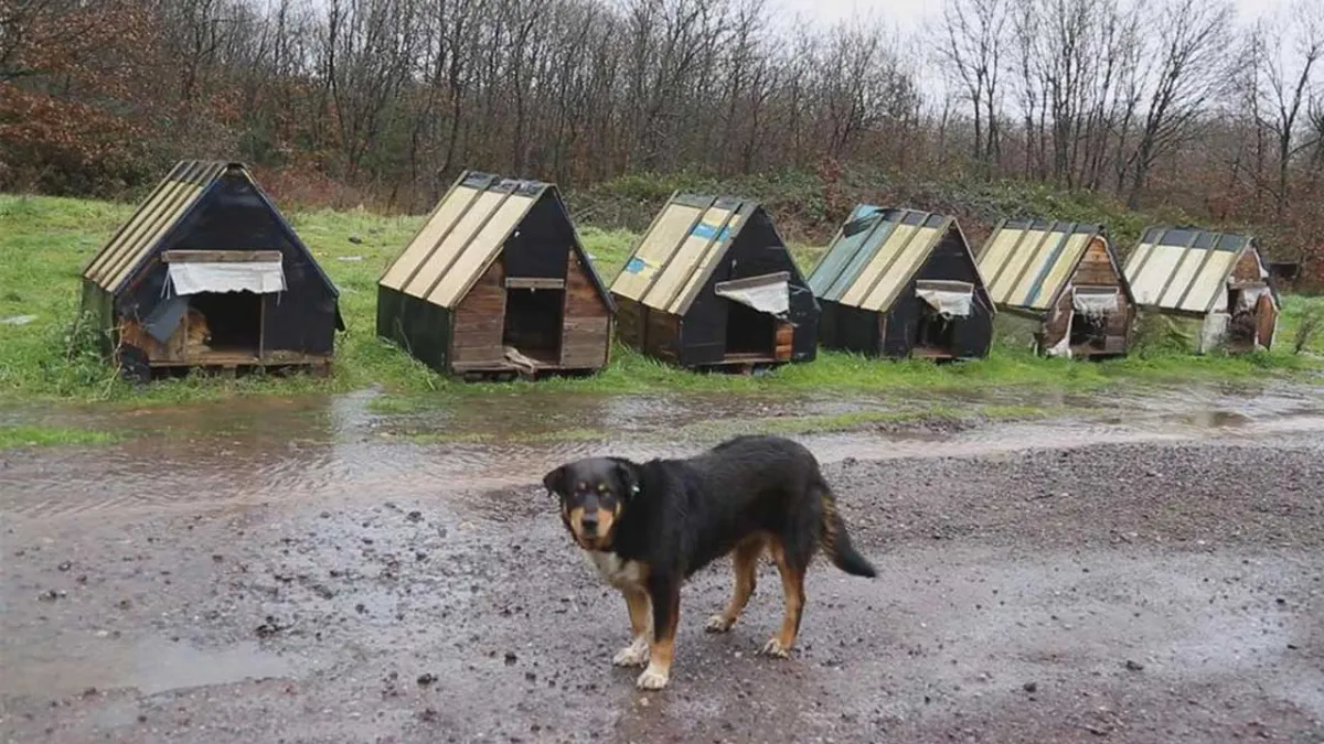 Hayvan Hakları İzleme Komitesi’nden İlk 6 Ay Medya İhlal Raporu haberinin görseli