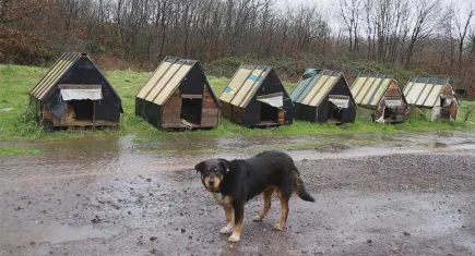 Hayvan Hakları İzleme Komitesi’nden İlk 6 Ay Medya İhlal Raporu