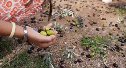 Seferihisar’da 2. Orhanlı Zeytin Hasadı Festivali başladı