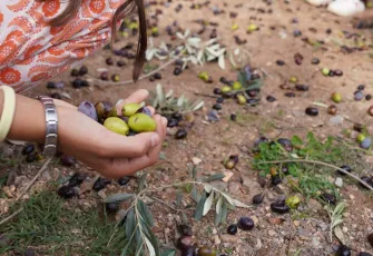 Seferihisar’da 2. Orhanlı Zeytin Hasadı Festivali başladı