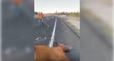 Nevşehir'de kaza: Otomobilin çaptığı atlar öldü