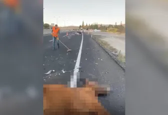 Nevşehir'de kaza: Otomobilin çaptığı atlar öldü