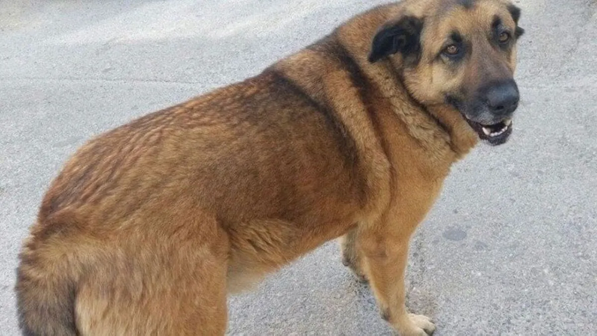 Balkat için hayvanseverlerden imza kampanyası haberinin görseli