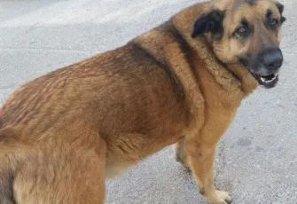 Balkat için hayvanseverlerden imza kampanyası