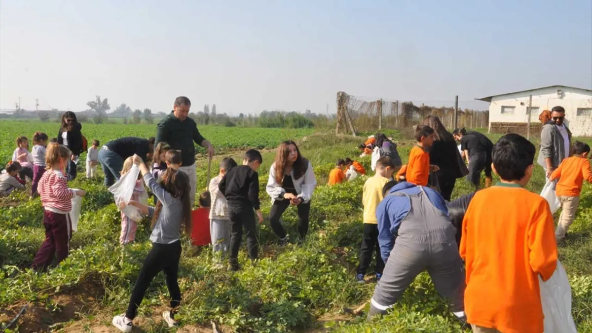 Ödemiş’te öğrenciler yer fıstığı hasat etti haberinin görseli