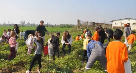 Ödemiş’te öğrenciler yer fıstığı hasat etti