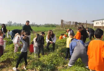 Ödemiş’te öğrenciler yer fıstığı hasat etti