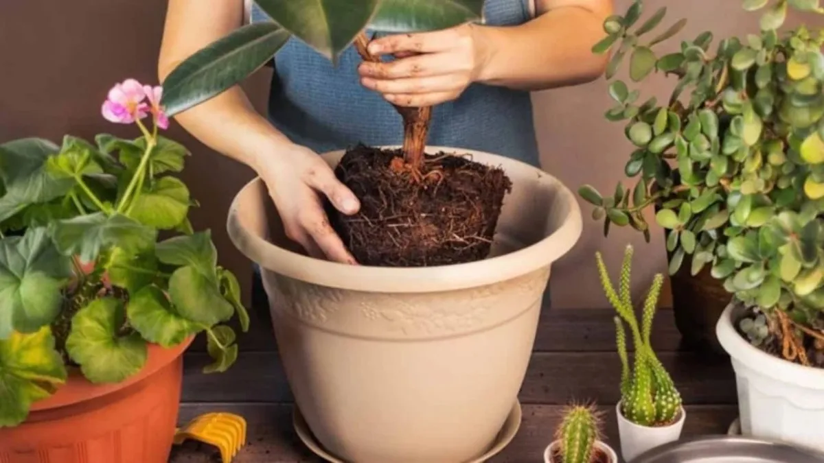 Nazardan, negatif enerjiden koruyor! Uzmanlar bu 4 bitkiyi tavsiye ediyor haberinin görseli