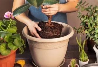 Nazardan, negatif enerjiden koruyor! Uzmanlar bu 4 bitkiyi tavsiye ediyor