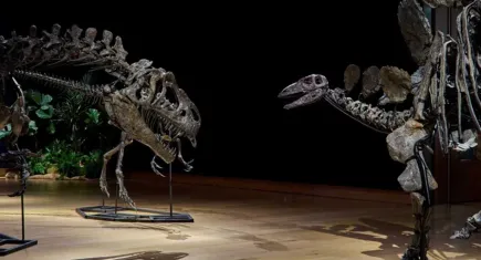 150 milyon yıllık dinozor iskeletleri, kara para soruşturmasına takıldı