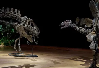 150 milyon yıllık dinozor iskeletleri, kara para soruşturmasına takıldı