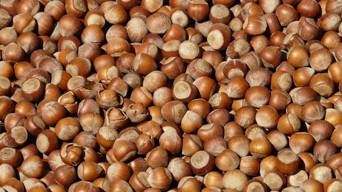 Rekabet Kurulu'ndan Ferrero'ya fındıkta '2025 revizyonu