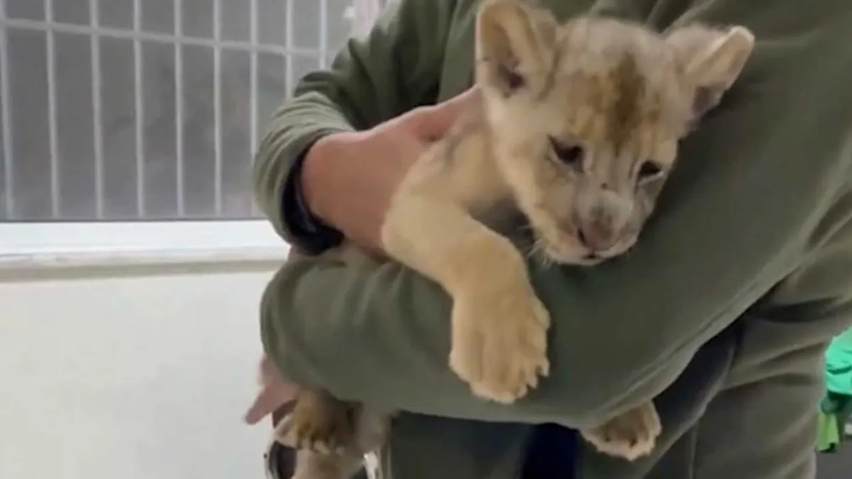 Yasa dışı yollarla getirilen 35 günlük Afrika aslanı ele geçirildi haberinin görseli