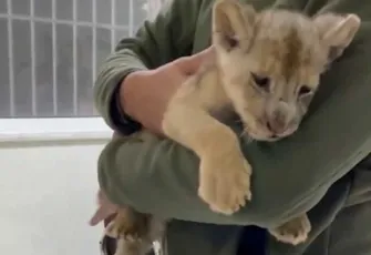 Yasa dışı yollarla getirilen 35 günlük Afrika aslanı ele geçirildi