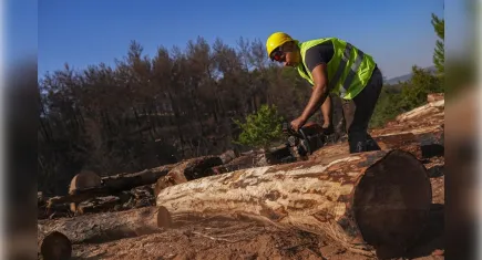 İzmir’de yanan orman alanları yenileniyor