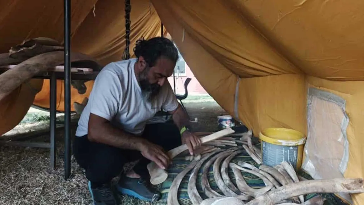 Karaya vuran Fin balinasının iskeleti parça parça birleştiriliyor haberinin görseli