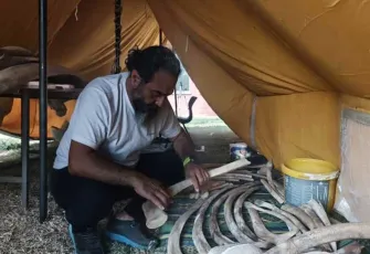 Karaya vuran Fin balinasının iskeleti parça parça birleştiriliyor