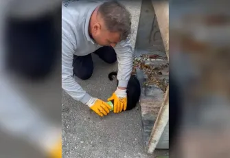Başını konserve kutusuna sıkıştıran kedi böyle kurtarıldı