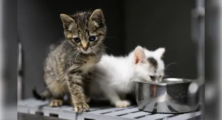 Buca Belediyesi’nden kısırlaştırma hamlesi 