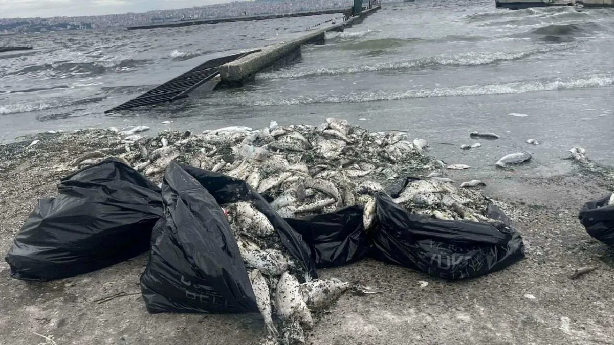 İzmir Körfezi’nde Deniz Kirliliği devam ediyor haberinin görseli